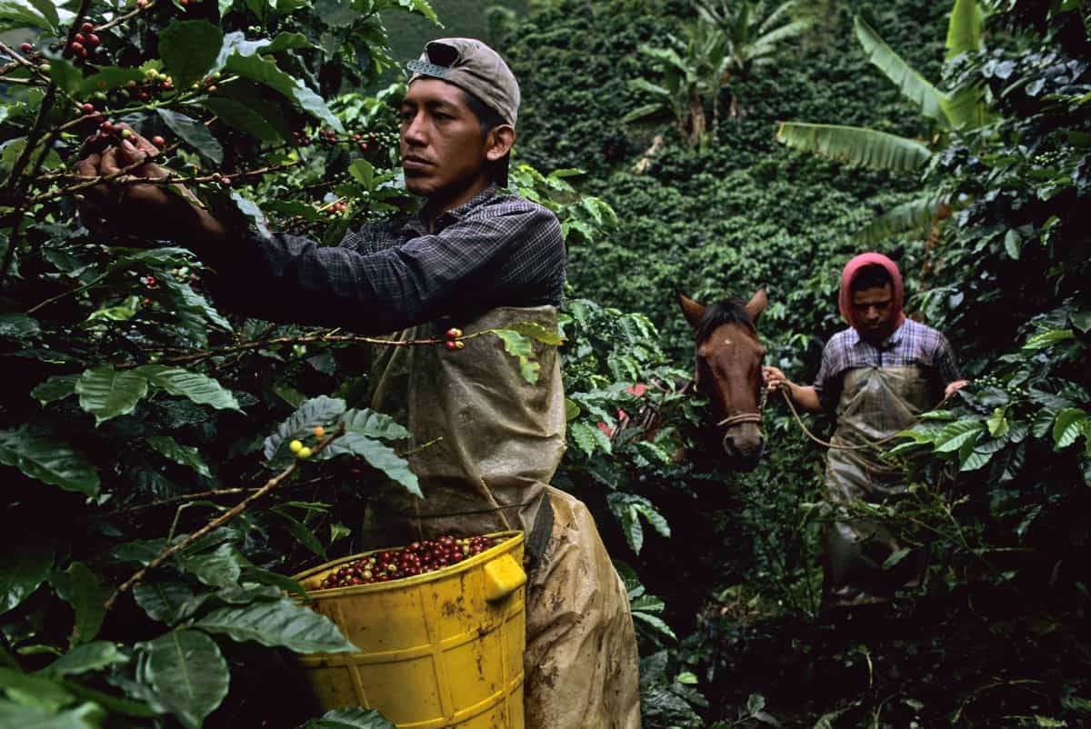 Barista & Farmer Colombia